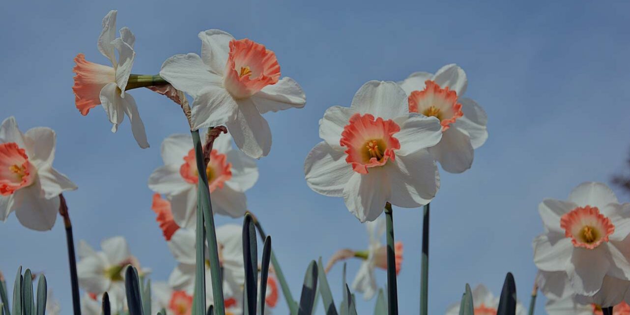 03-MARZO